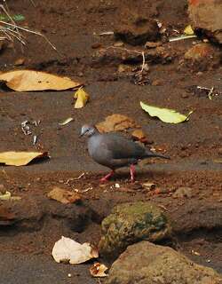 灰胸棕翅鸠 / Grey-chested Dove / Leptotila cassinii