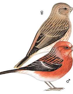 北朱雀 / Pallas’s Rosefinch / Carpodacus roseus