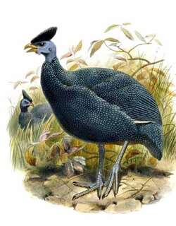 西非冠珠鸡 / Plumed Guineafowl / Guttera plumifera