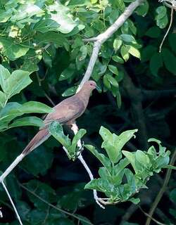 棕鹃鸠 / MacKinlay’s Cuckoo-Dove / Macropygia mackinlayi