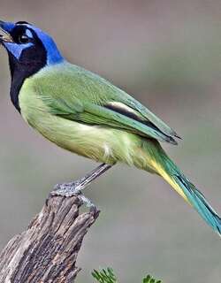 绿蓝鸦 / Green Jay / Cyanocorax luxuosus