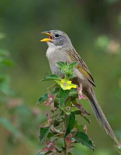 楔尾草鹀 / Wedge-tailed Grass Finch / Emberizoides herbicola