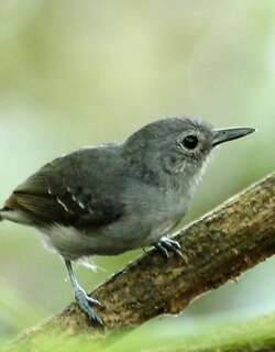 铅色蚁鹩 / Leaden Antwren / Myrmotherula assimilis