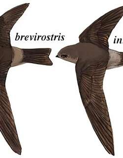 短嘴金丝燕 / Himalayan Swiftlet / Aerodramus brevirostris