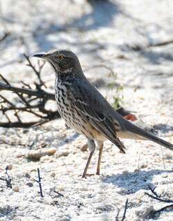 高山弯嘴嘲鸫 / Sage Thrasher / Oreoscoptes montanus