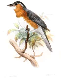 灰蓝唐纳雀 / Slaty Tanager / Creurgops dentatus