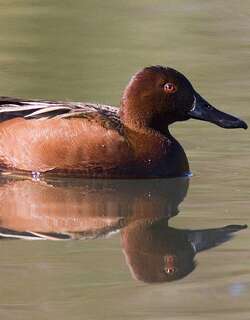 桂红鸭 / Cinnamon Teal / Spatula cyanoptera