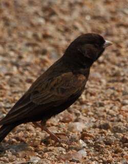 黑耳雀百灵 / Black-eared Sparrow-Lark / Eremopterix australis