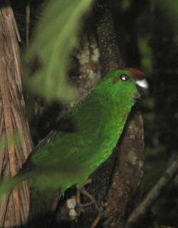 红额长尾鹦鹉 / Norfolk Parakeet / Cyanoramphus cookii