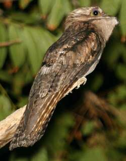 北林鸱 / Northern Potoo / Nyctibius jamaicensis