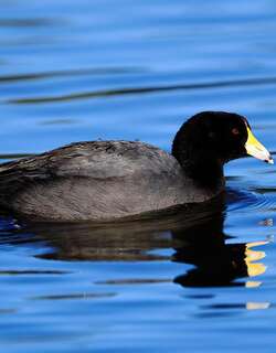 美洲骨顶 / American Coot / Fulica americana