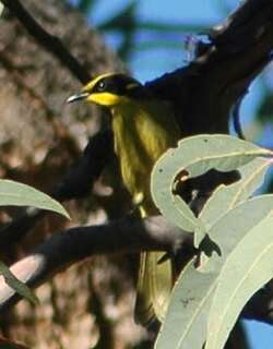 黄冠吸蜜鸟 / Yellow-tufted Honeyeater / Lichenostomus melanops