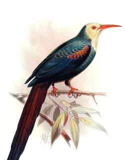 白头林戴胜 / White-headed Wood Hoopoe / Phoeniculus bollei