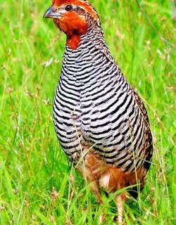 丛林鹑 / Jungle Bush Quail / Perdicula asiatica