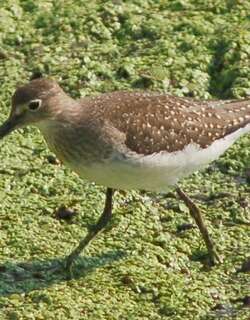 褐腰草鹬 / Solitary Sandpiper / Tringa solitaria