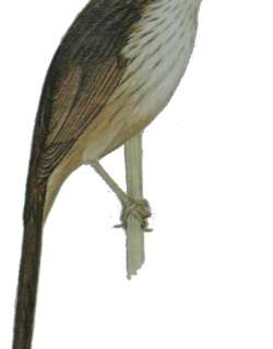 沼泽大尾莺 / Striated Grassbird / Megalurus palustris