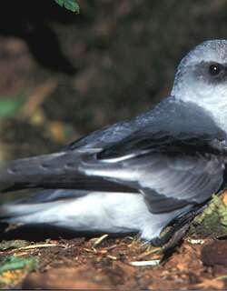 灰蓝叉尾海燕 / Fork-tailed Storm Petrel / Oceanodroma furcata