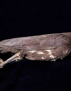 棕头乌鸦 / Brown-headed Crow / Corvus fuscicapillus