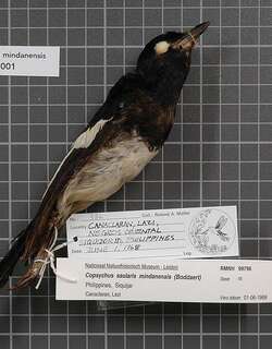 菲律宾鹊鸲 / Philippine Magpie-Robin / Copsychus mindanensis
