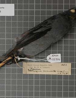 黑肩鹃鵙 / Black-shouldered Cicadabird / Edolisoma incertum