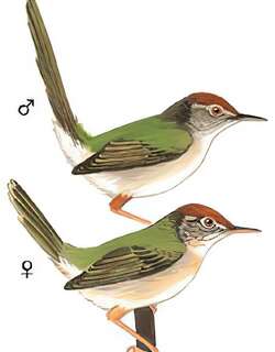 长尾缝叶莺 / Common Tailorbird / Orthotomus sutorius