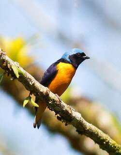金腰歌雀 / Golden-rumped Euphonia / Euphonia cyanocephala