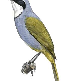 库山丛鵙 / Mount Kupe Bushshrike / Chlorophoneus kupeensis