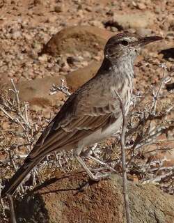 本格拉歌百灵 / Benguela Long-billed Lark / Certhilauda benguelensis