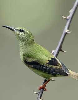红脚旋蜜雀 / Red-legged Honeycreeper / Cyanerpes cyaneus