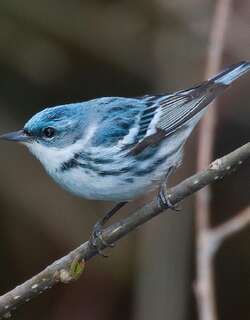 蓝林莺 / Cerulean Warbler / Setophaga cerulea