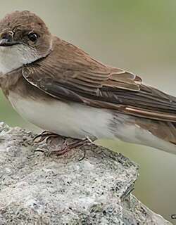 崖沙燕 / Sand Martin / Riparia riparia