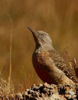 地啄木鸟 / Ground Woodpecker / Geocolaptes olivaceus