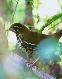 棕尾蚁鸫 / Rufous-tailed Antthrush / Chamaeza ruficauda