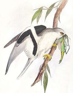 纹翅鸢 / Letter-winged Kite / Elanus scriptus