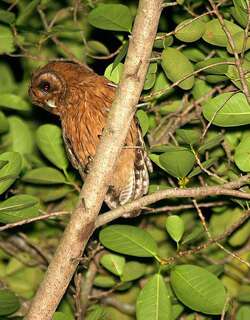 牙买加鸮 / Jamaican Owl / Pseudoscops grammicus