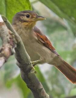 栗翅拾叶雀 / Chestnut-winged Foliage-gleaner / Dendroma erythroptera