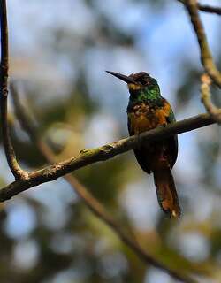 白颏鹟䴕 / White-chinned Jacamar / Galbula tombacea