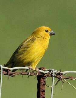 寄生织雀 / Cuckoo-finch / Anomalospiza imberbis