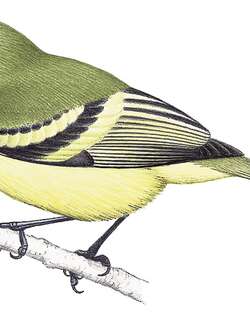 尤氏小霸鹟 / Urich’s Tyrannulet / Phyllomyias urichi