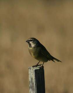 黑喉雀鹀 / White-bridled Finch / Melanodera melanodera