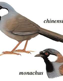 黑喉噪鹛 / Black-throated Laughingthrush / Pterorhinus chinensis
