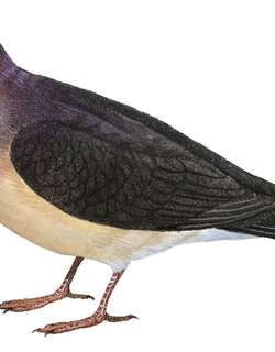 托利棕翅鸠 / Tolima Dove / Leptotila conoveri