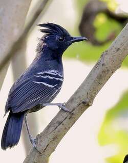 棕冠蚁鸟 / White-lined Antbird / Myrmoborus lophotes