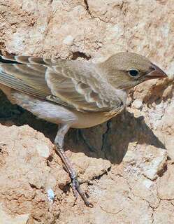 淡色石雀 / Pale Rockfinch / Carpospiza brachydactyla