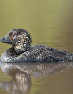 麝鸭 / Musk Duck / Biziura lobata