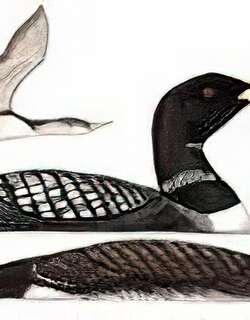 白嘴潜鸟 / Yellow-billed Loon