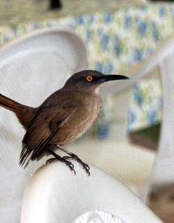 红尾旋木嘲鸫 / Brown Trembler / Cinclocerthia ruficauda