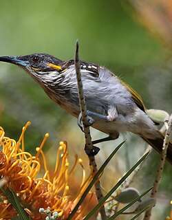 白纹岩吸蜜鸟 / White-streaked Honeyeater / Trichodere cockerelli