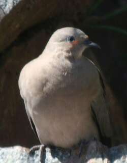 黑翅地鸠 / Black-winged Ground Dove / Metriopelia melanoptera