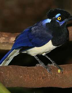绒冠蓝鸦 / Plush-crested Jay / Cyanocorax chrysops